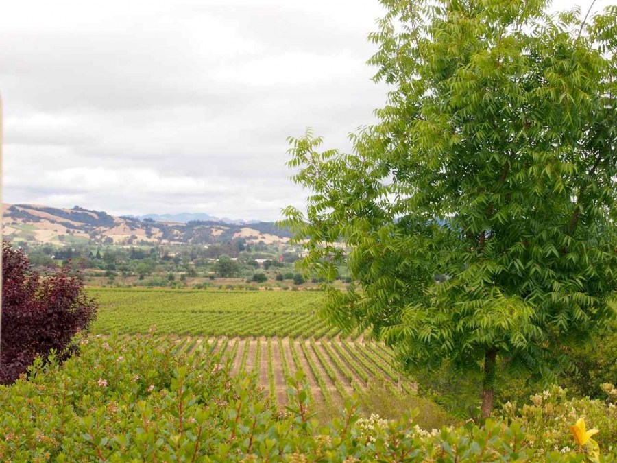 Overview of Russian River Wineries