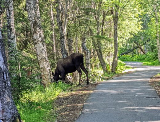 Tony Knowles Coastal Trail