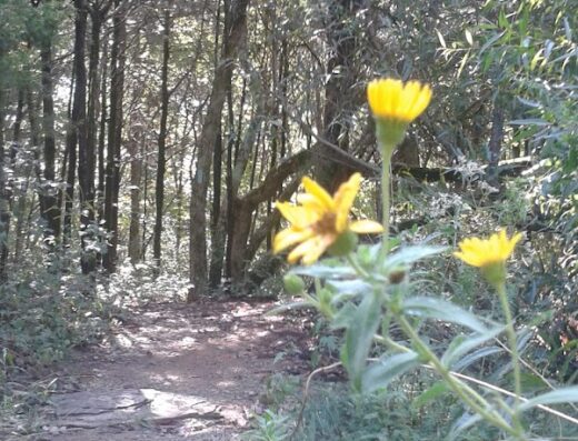 Trough Springs Trail