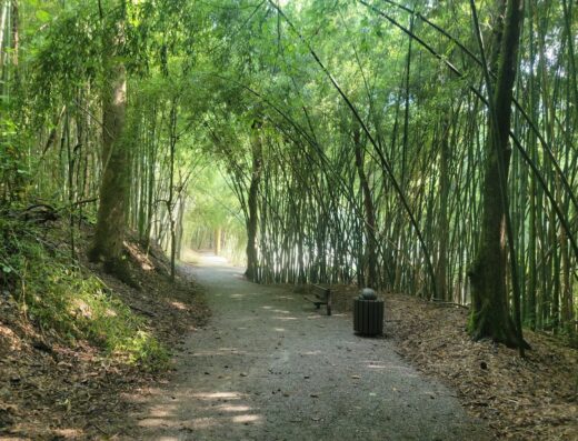 Wilderness Park/Bamboo Forest