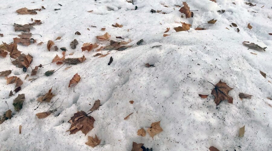 Historically Bad Snow Season Leaves Nevada Snowpack at 17% by April 1